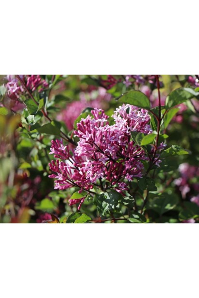 Бузок меєра Ред Піксі